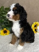 Symphony, a female Miniature Bernedoodle for sale in Springfield, MO – Photo 7 of 10