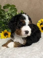 Symphony, a female Miniature Bernedoodle for sale in Springfield, MO – Photo 4 of 10