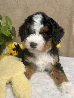Symphony, a female Miniature Bernedoodle for sale in Springfield, MO – Photo 9 of 10