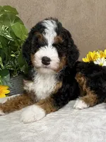 Symphony, a female Miniature Bernedoodle for sale in Springfield, MO – Photo 8 of 10