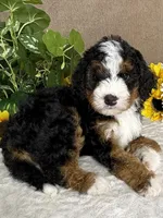 Symphony, a female Miniature Bernedoodle for sale in Springfield, MO – Photo 6 of 10