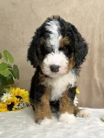 Symphony, a female Miniature Bernedoodle for sale in Springfield, MO – Photo 2 of 10
