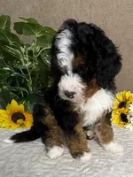 Symphony, a female Miniature Bernedoodle for sale in Springfield, MO – Photo 10 of 10