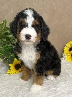 Symphony, a female Miniature Bernedoodle for sale in Springfield, MO – Photo 3 of 10