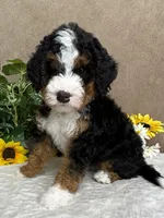 Symphony, a female Miniature Bernedoodle for sale in Springfield, MO – Photo 1 of 10