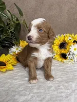 Java, a male Miniature Bernedoodle for sale in Springfield, MO – Photo 5 of 10