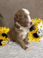 Java, a male Miniature Bernedoodle for sale in Springfield, MO – Photo 8 of 10