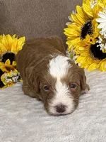 Java, a male Miniature Bernedoodle for sale in Springfield, MO – Photo 3 of 10