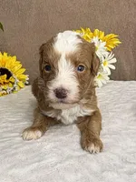 Java, a male Miniature Bernedoodle for sale in Springfield, MO – Photo 2 of 10