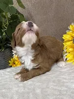 Java, a male Miniature Bernedoodle for sale in Springfield, MO – Photo 9 of 10