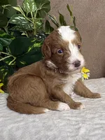 Java, a male Miniature Bernedoodle for sale in Springfield, MO – Photo 6 of 10