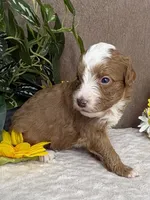 Java, a male Miniature Bernedoodle for sale in Springfield, MO – Photo 4 of 10