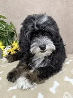 Stormy, a male Miniature Bernedoodle for sale in Springfield, MO – 7 of 10