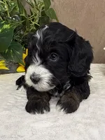 Windy, a female Miniature Bernedoodle for sale in Springfield, MO – Photo 2 of 10