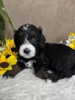 Windy, a female Miniature Bernedoodle for sale in Springfield, MO – Photo 9 of 10