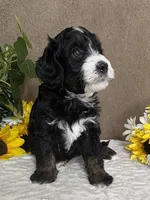 Windy, a female Miniature Bernedoodle for sale in Springfield, MO – Photo 3 of 10