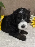Windy, a female Miniature Bernedoodle for sale in Springfield, MO – Photo 5 of 10