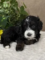 Windy, a female Miniature Bernedoodle for sale in Springfield, MO – Photo 8 of 10