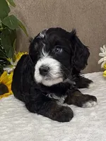 Windy, a female Miniature Bernedoodle for sale in Springfield, MO – Photo 4 of 10
