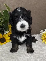 Windy, a female Miniature Bernedoodle for sale in Springfield, MO – Photo 6 of 10