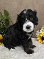 Windy, a female Miniature Bernedoodle for sale in Springfield, MO – Photo 7 of 10