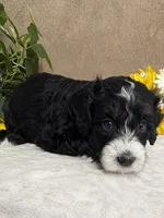 Windy, a female Miniature Bernedoodle for sale in Springfield, MO – Photo 10 of 10