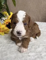 Latte, a female Miniature Bernedoodle for sale in Springfield, MO – Photo 3 of 9