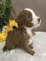 Latte, a female Miniature Bernedoodle for sale in Springfield, MO – Photo 4 of 9