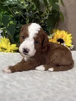 Latte, a female Miniature Bernedoodle for sale in Springfield, MO – Photo 8 of 9