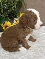 Latte, a female Miniature Bernedoodle for sale in Springfield, MO – Photo 6 of 9