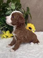Latte, a female Miniature Bernedoodle for sale in Springfield, MO – Photo 9 of 9