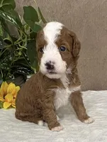 Latte, a female Miniature Bernedoodle for sale in Springfield, MO – Photo 2 of 9