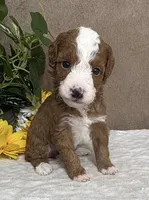 Latte, a female Miniature Bernedoodle for sale in Springfield, MO – Photo 1 of 9