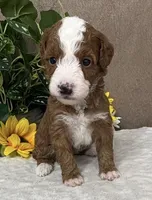 Latte, a female Miniature Bernedoodle for sale in Springfield, MO – Photo 5 of 9
