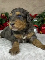 Rudolph, a male Aussiedoodle and Bernedoodle for sale in Springfield, MO – Photo 1 of 3