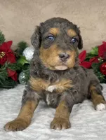 Rudolph, a male Aussiedoodle and Bernedoodle for sale in Springfield, MO – Photo 2 of 3
