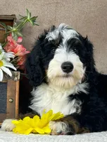 Calypso, a male Bernedoodle for sale in Springfield, MO – Photo 7 of 10