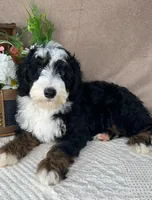 Calypso, a male Bernedoodle for sale in Springfield, MO – Photo 9 of 10