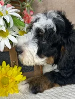 Calypso, a male Bernedoodle for sale in Springfield, MO – Photo 6 of 10