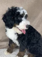 Calypso, a male Bernedoodle for sale in Springfield, MO – Photo 10 of 10