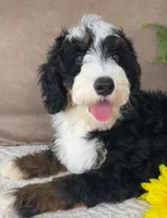 Calypso, a male Bernedoodle for sale in Springfield, MO – Photo 2 of 10