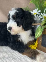 Calypso, a male Bernedoodle for sale in Springfield, MO – Photo 3 of 10