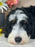 Calypso, a male Bernedoodle for sale in Springfield, MO – Photo 8 of 10