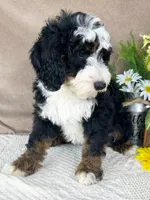Calypso, a male Bernedoodle for sale in Springfield, MO – Photo 5 of 10