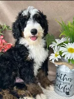 Calypso, a male Bernedoodle for sale in Springfield, MO – Photo 1 of 10