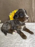 Bean with one Blue Eye, a female Miniature Bernedoodle for sale in Springfield, MO – Photo 5 of 10