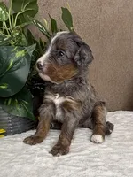Bean with one Blue Eye, a female Miniature Bernedoodle for sale in Springfield, MO – Photo 2 of 10