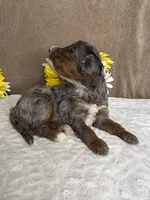 Bean with one Blue Eye, a female Miniature Bernedoodle for sale in Springfield, MO – Photo 6 of 10