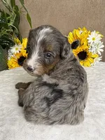 Bean with one Blue Eye, a female Miniature Bernedoodle for sale in Springfield, MO – Photo 8 of 10