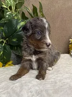 Bean with one Blue Eye, a female Miniature Bernedoodle for sale in Springfield, MO – Photo 7 of 10